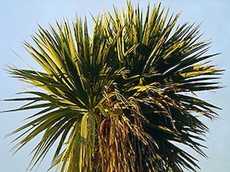 Cabbage trees are a common colonising species in Southland.