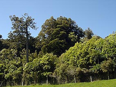 Emergent canopy trees.