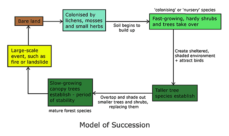 Model of succession.