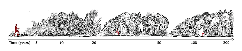 Stages of forest development over time (image by Lloyd Esler).