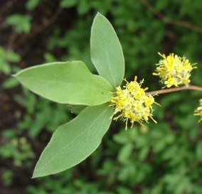 Olearia fragrantissima