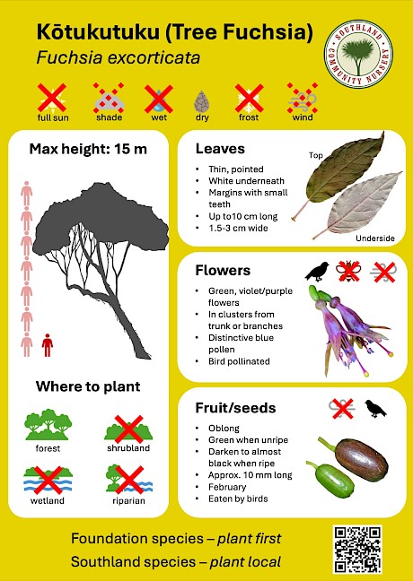 Kōtukuktuku (Tree Fuchsia) example factsheet.