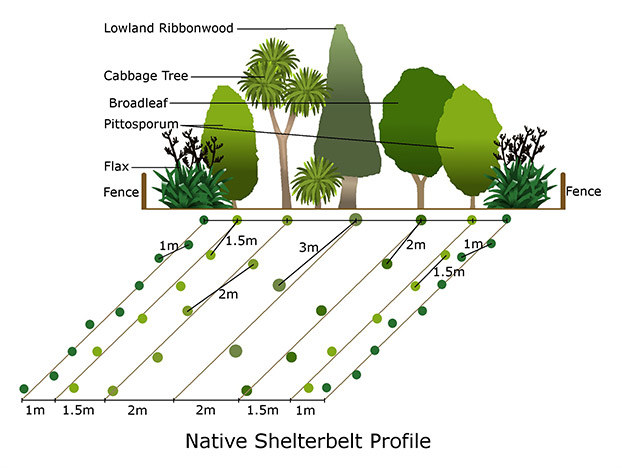 Shelterbelt planting plan.