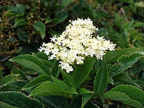 Elderberry - a small deciduous tree.