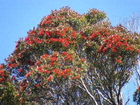 Rata Forest at Bluff Hill