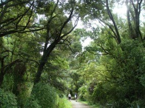 Kahikatea Forest Thomsons Bush Invercargill