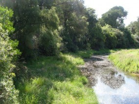 Riparian Forest at Thomsons Bush Invercargill