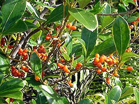 Coprosma lucida berries.