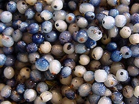 Coprosma propinqua fruit.