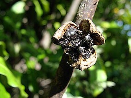 Kohuhu has sticky black seeds.
