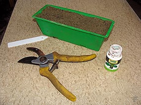 Basic equipment for growing from cuttings.