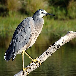 White-faced Heron on Rances Pond