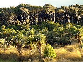 Restoration area and kahikatea forest at Rance’s property.