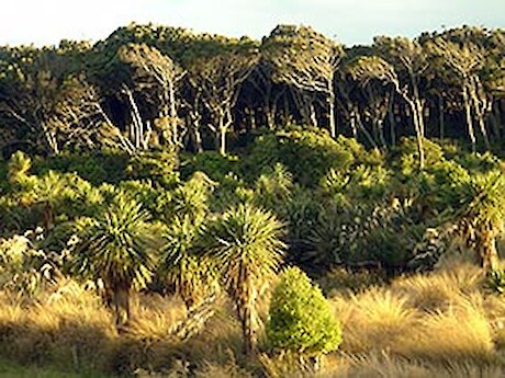 Restoration area and kahikatea forest at Rance’s property.