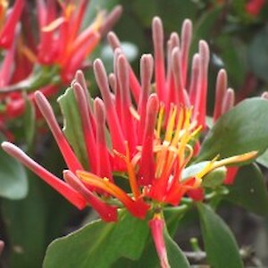 Scarlet Mistletoe - Peraxilla colensoi
