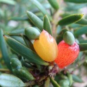 Totara fruit at Bushy Point