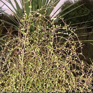 Myrsine divaricata Rances June 2011