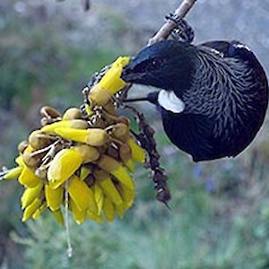 Tui feeding on kowhai at Rances