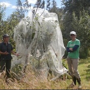 Beatty and Laura covering an apple tree 