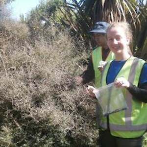 Seed collecting from Coprosma propinqua