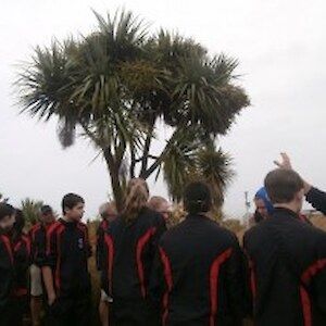 Takoma High School USA look at cabbage trees