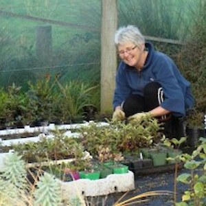 Maggie weeding