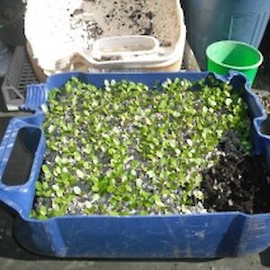Germinating Broadleaf seedlings September
