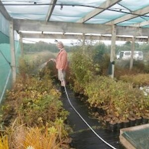 Watering the nursery!