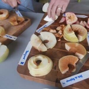 Apple tasting for Friday volunteer morning tea