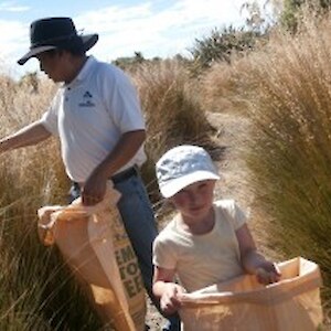 Collecting red tussock seeds