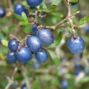 Coprosma propinqua fruits