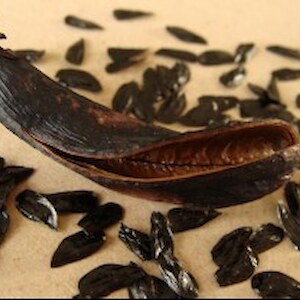 flax seedpod and seed 