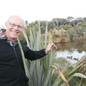 Ruud inspecting the flax looper caterpillar artwork