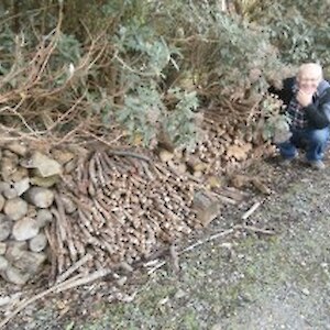 Ruud impressed with Brians woodpile - a good overwintering site for insects he said!