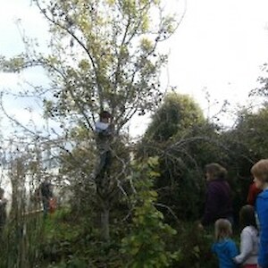 The (almost) lost art of tree climbing