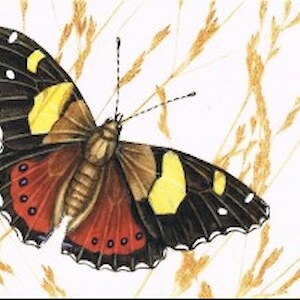 Yellow Admiral Butterfly - Jo Ogier