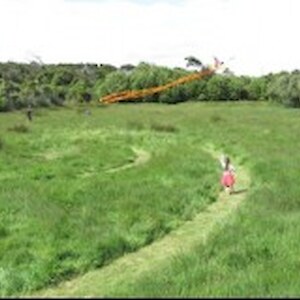 Kite flying in the koru