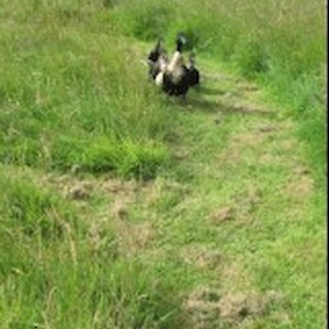 Donna and the ducklings racing around!