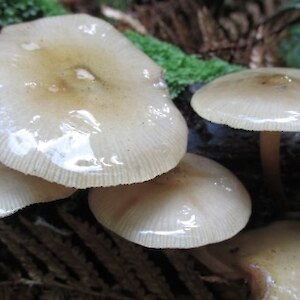 Fungi 4