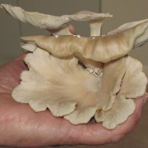 Fungi 5