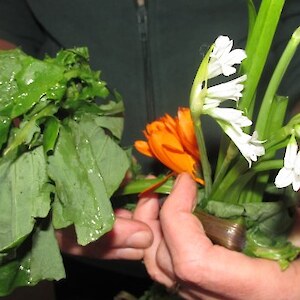Some of the foraged useful weeds