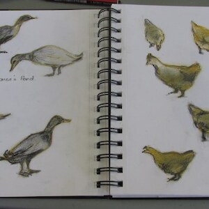 Rance’s ducks and chooks