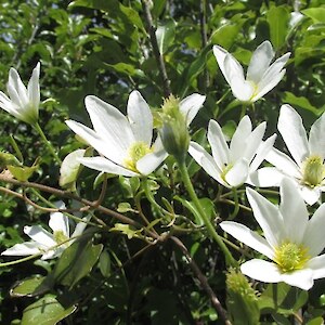 Native clematis in full flower