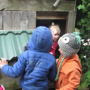 Looking fir chicken eggs