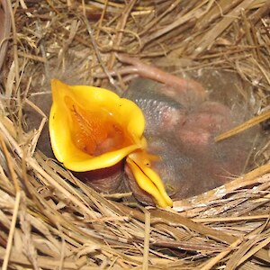 The newly hatched chicks in the nestbox