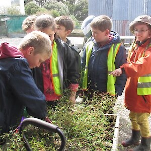 The results of potting up kowhai plants