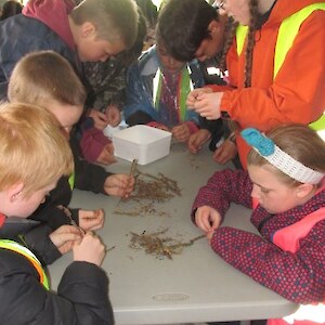 Cleaning and preparing kowhai seed