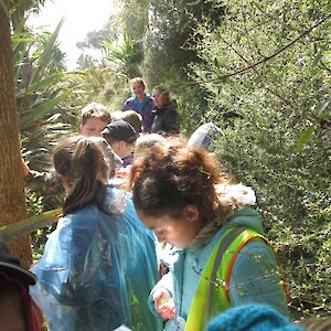 Identifying native plants around the bush walk