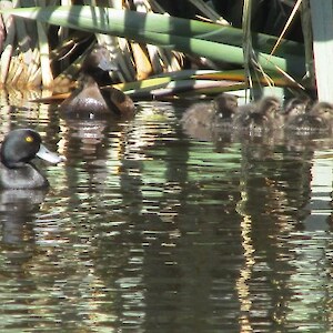 A new family of scaup on Rances Pond