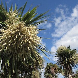 The scent from the cabbage trees was overpowering!